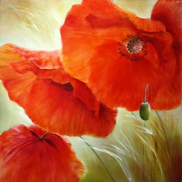 Drei mal Mohn - leuchtendes Rot von Annette Schmucker