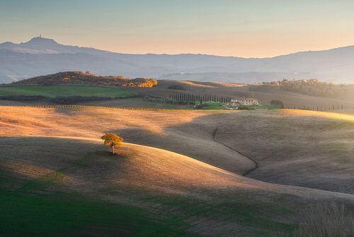 Eenzame boom op de heuvels van Val d'Orcia. Toscane