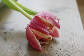 Tulp met waterdruppels by Marleen van der Wal - Hinderks