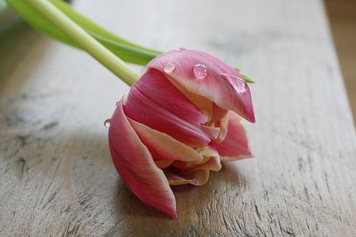 Tulp met waterdruppels