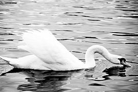 WEIßER SCHWAN 6 von Miroslav Ptacek