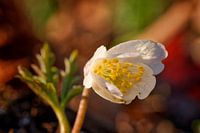 Flowering wood anemone against colourful background