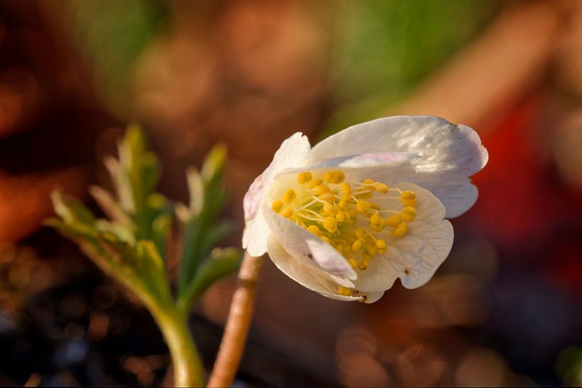 Flowering wood anemone against colourful background by KCleBlanc Photography