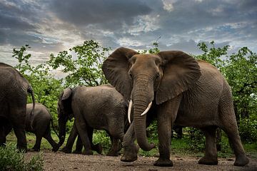 Elephants in Kruger NP by Paula Romein