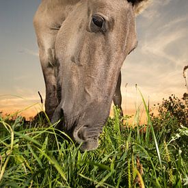 Up, close and personal van Edwin Smits