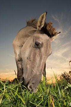 Up, close and personal van Edwin Smits