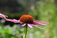 Echinacea Purpurea Purple Sun Hat by Robin Verhoef thumbnail