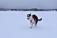 Husky op ijs