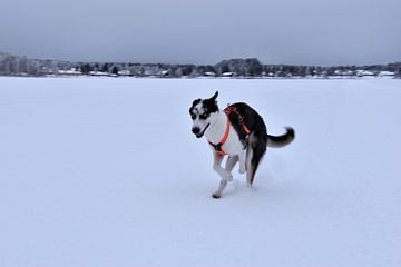 Husky op ijs van Christer Andersson