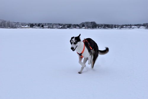 Husky op ijs