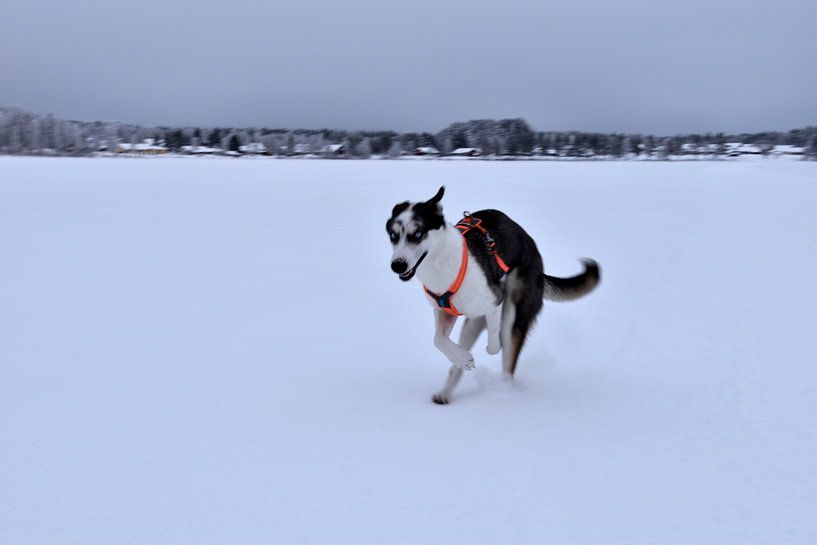 Husky sur la glace par Christer Andersson