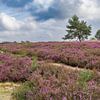 Heide in bloei in het Deelerwoud van Jan Jansen Natuurfotografie