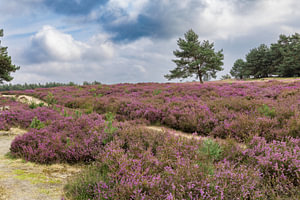 Heide in bloei in het Deelerwoud – natuurfoto paarse heide