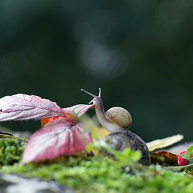 Snail in colorful forest by Eric Hammer