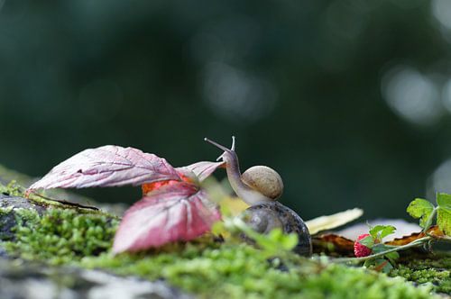 Schnecke im bunten Wald