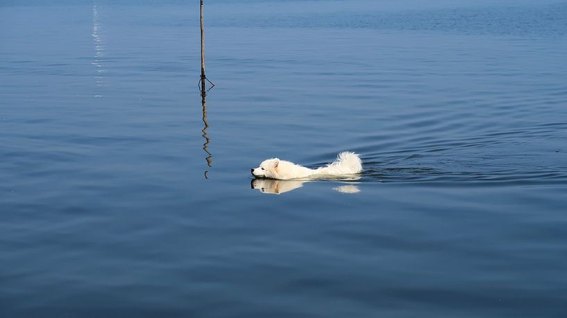Samoyed van Bo Valentino