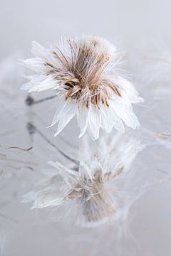 Rural: a small dried flower by Marjolijn van den Berg