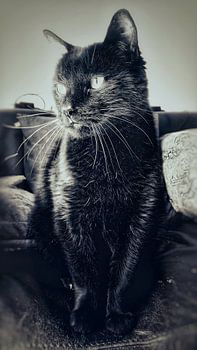 Die schwarze Katze
