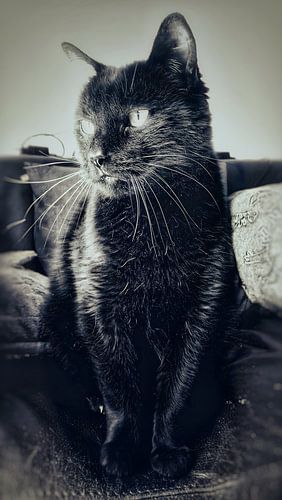 The black cat