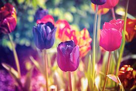 Une mer de fleurs colorées - atmosphère, champ de tulipes coloré - réveil du printemps