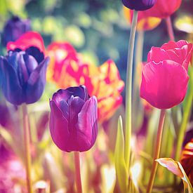 A colourful sea of flowers - atmospheric, colourful field of tulips - spring awakening by Jakob Baranowski - Photography - Video - Photoshop