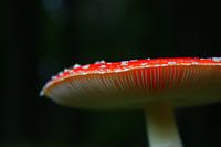 Herfst