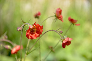 Tanzende Blumen in zartem Grün – Geum coccineum