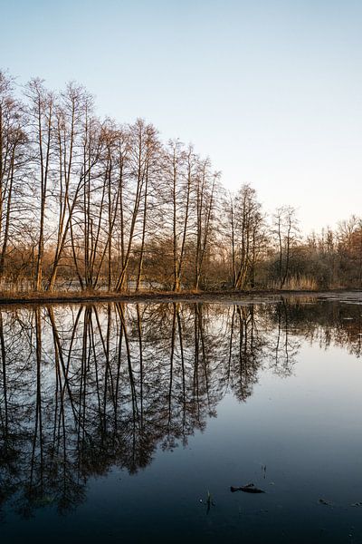 Bäume in der Morgensonne - Wasserspiegelung von Wianda Bongen