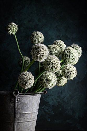 Flower of red onion in zinc bucket
