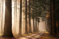 Morning sun beam