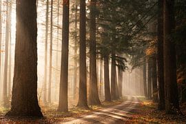 Rayon de soleil du matin