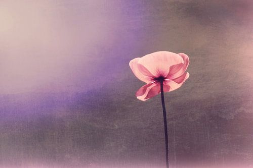 natürliche Schönheit