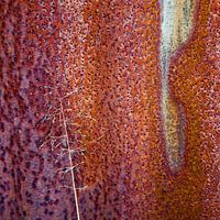 Oergrond - Studie in rood