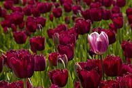 Paarse  tulpen van Barbara Brolsma thumbnail