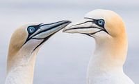 Love couple