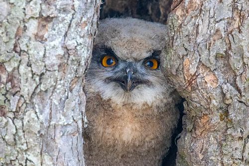 Oehoe jong in holle boom