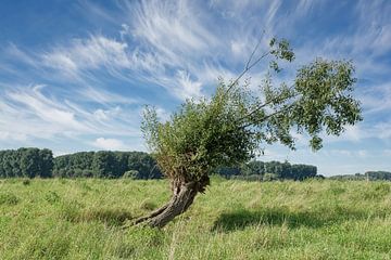 Landscape on the Lower Rhine by Peter Eckert