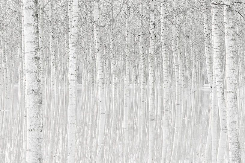 Trees, Aglioni Simone by 1x