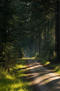 Radfahrer im Wald
