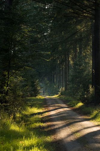 Fietsers in het bos