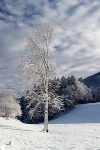 Winters stilleven, een serene wereld.