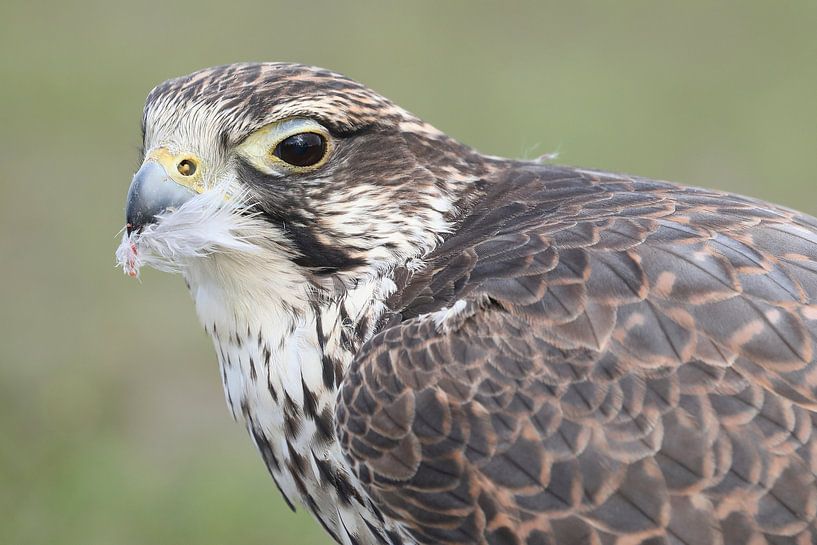 Saker Falcon (Falco cherrug) by Ronald Pol