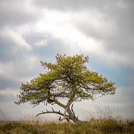 Grove den op de Terletse Heide Gelderland van Nicky Kapel