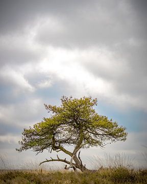Grove den op de Terletse Heide Gelderland