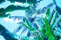 Jungle