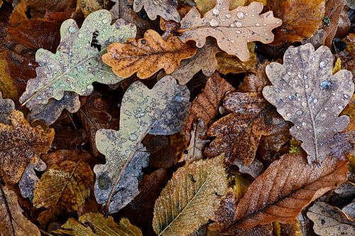 Autumn colours 1.0