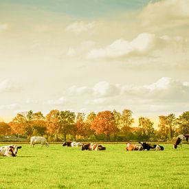 Cows by Hetty van der Zanden