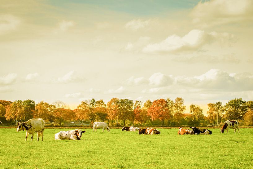 Vaches par Hetty van der Zanden