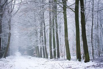 l'hiver dans la forêt sur Karijn | Fine art Natuur en Reis Fotografie