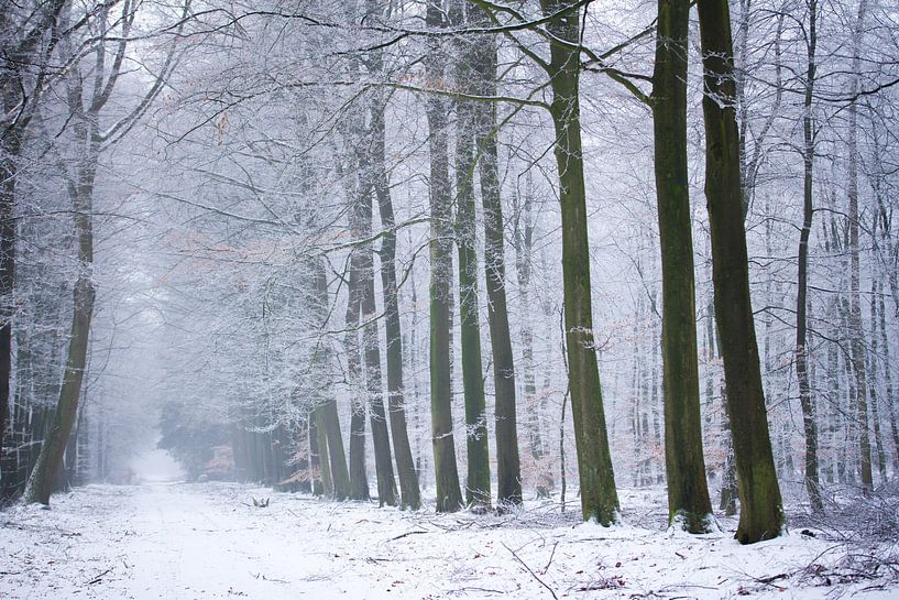 winter in het bos van Karijn | Fine art Natuur en Reis Fotografie